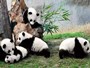 Riserva dei Panda Giganti